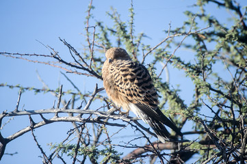 Greater Kestrel (Falco rupicoloides), Africa, Namibia, Oshikoto, Etosha National Park