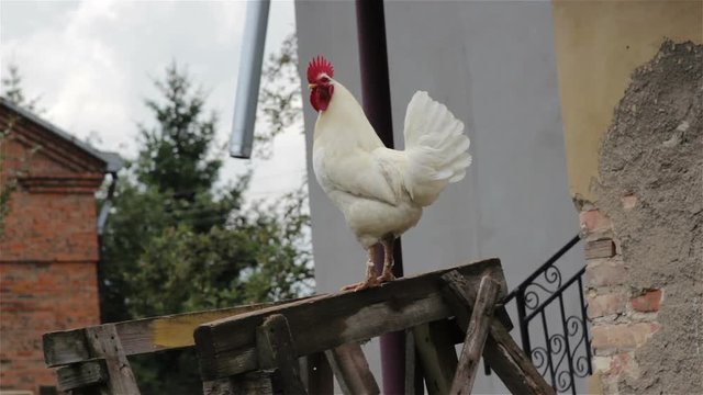 white cock sings in the morning,A beautiful white cock screams in the village near the house