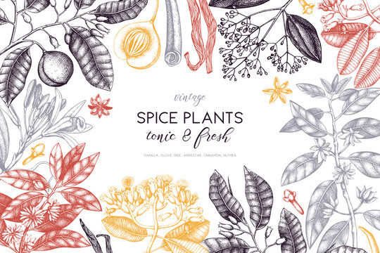 Graphic design with hand drawn spices. Decorative background with aromatic and tonic fruits plants sketch. Vintage kitchen template. Food ingredients.