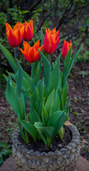 red flower tulip in vintage pot spring garden