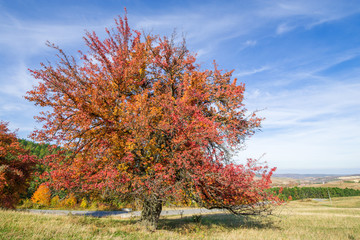Tree with completely red leaves against an orange and evergreen tree covered mountain side. Beautiful, colorful autumn background.  