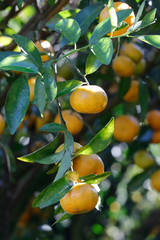 Tangerine on tree sunlight