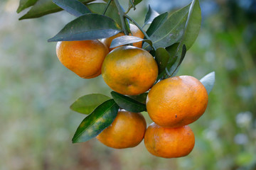 Tangerine on tree sunlight