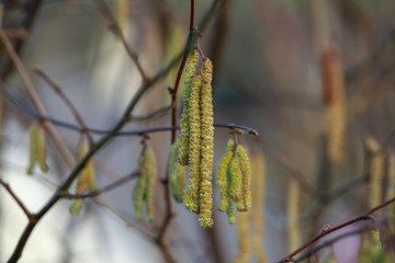Hazel Catkins, flowering in spring forest