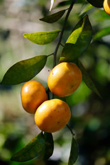 Tangerine on tree sunlight