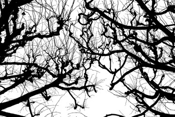tree branches. isolate on white background. black white silhouette. graphics. tree branches