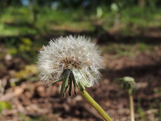 Dandelion 
