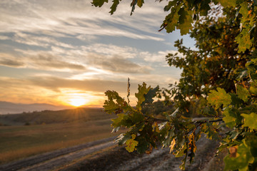Autumn scene of colorful forest full of fallen yellow, red, and orange leaves. Changing seasons. Calm and relaxing hike in dark and spooky woods during sunset
