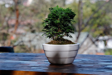 Bonsai on pot in sunlight