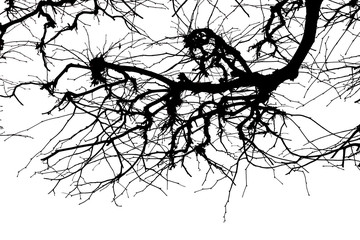 tree branches. isolate on white background. black white silhouette. graphics. tree branches