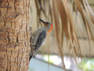 Woodpecker