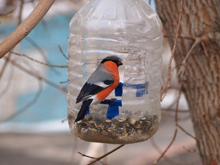 hungry wild bird bullfinch on a tree in spring forest