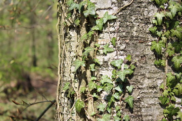 Baumstamm mit Efeu