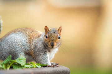 Brown squirrel eating nut closeup fluffy zoom sunny day green grass