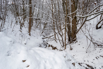 Trees in a Parc in Snow in Winter