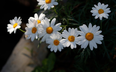 Fototapeta na wymiar White daisy in sunlight