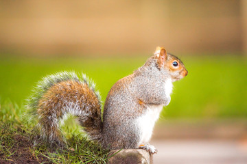 Brown squirrel eating nut closeup fluffy zoom sunny day green grass