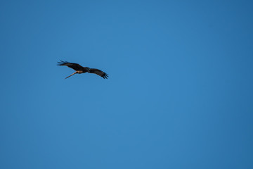 Red kite Over Reading