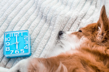 dog is sleeping next to the alarm clock. Close-up