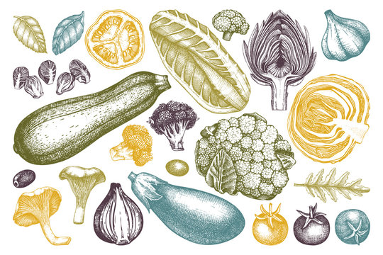Vector collection of hand sketched vegetables. Vintage veggies and spices illustrations set. Healthy food drawings for vegetarian or organic menu design. Farm fresh products in engraved style