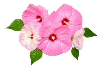 Pink hibiscus bouquet flowers with leaf isolated on white background. Flat lay, top view