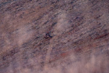 Wild Capricorn in the Swiss Alps. Lucky shoot was taken during the sunset near interlaken.