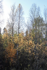  The shore of the lake Smardie. The reflection in the water