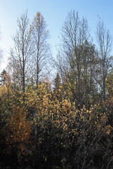  The shore of the lake Smardie. The reflection in the water