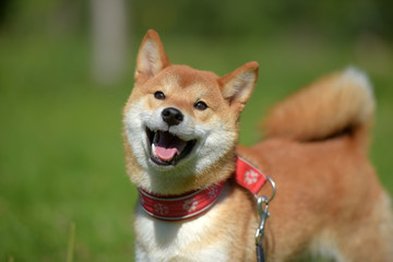 happy siba-ken, a small Japanese dog,