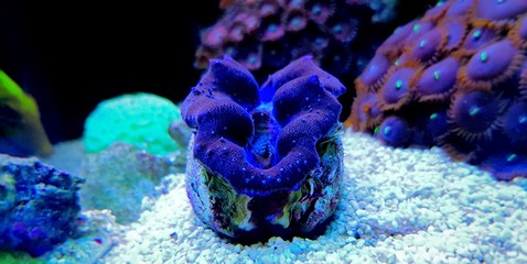Máximo Tridacna Almeja 