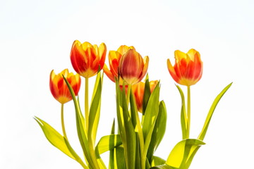 Spring flowers - bunch of orange tulip flowers isolated on the white background.