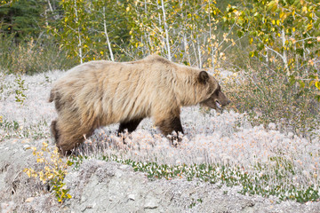 Grizzly wildlife