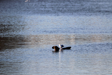 Le canard et la mouette partagent un branche