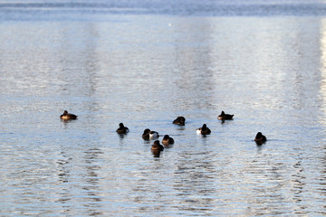 Des canards en groupe sur la Meuse