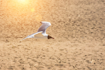 A flying seagull over the sand of the bay.