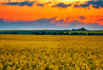 blooming rape field on sunset