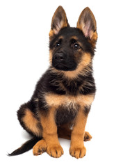 A beautiful puppy is the German shepherd, isolated on a white background. Fluffy dog close-up of brown and black color