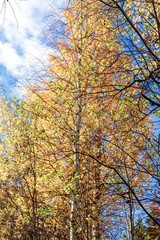  The shore of the lake Smardie. The reflection in the water