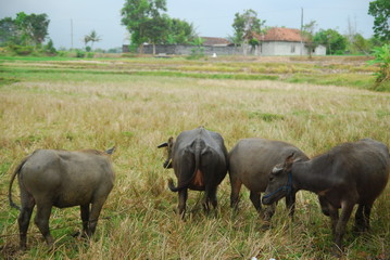 Naklejka na ściany i meble buffaloes look for grass in the fields