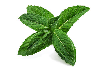 Obraz na płótnie Canvas green and fresh mint leaves on white