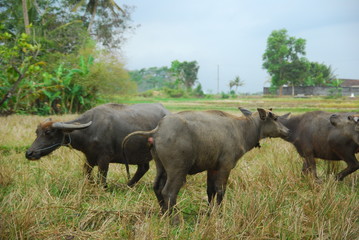 Obraz premium buffaloes look for grass in the fields