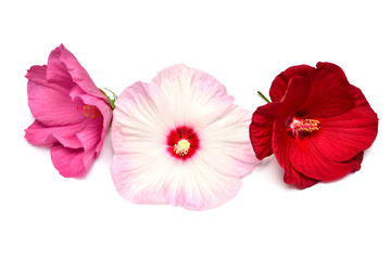 Three multicolored hibiscus flowers isolated on white background. Flat lay, top view. Macro, object