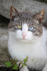 Katze mit verschiedenen Augenfarben