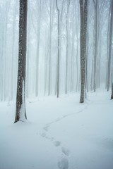 Footprints in the snow, without person,misty winter forest 