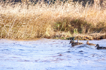  The shore of the lake Smardie. The reflection in the water