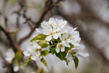 Close up of pear tree flowers in spring