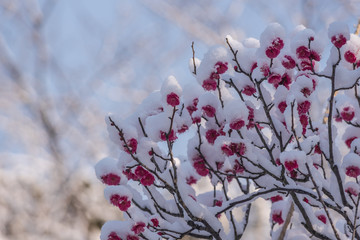雪に覆われる梅の花