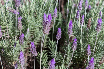 Obraz premium Lavander