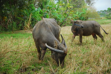Obraz premium buffaloes look for grass in the fields