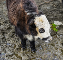 Fototapeta premium Yak cow on mountain of Annapurna, Nepal